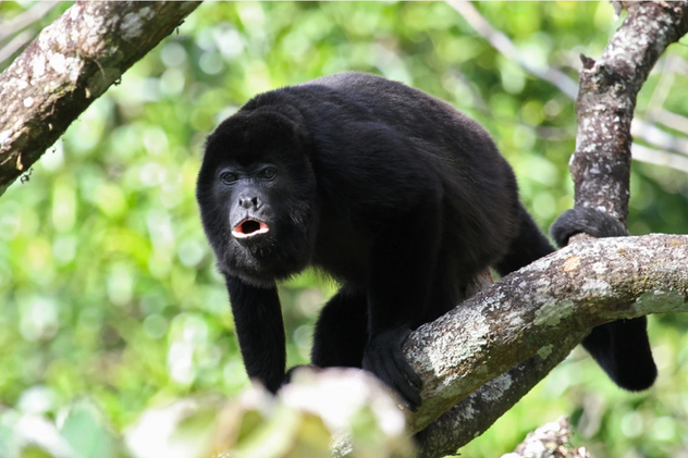 Explorer l'Amazonie péruvienne accompagné d'un guide local anglophone ou hispanophone