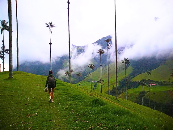 Excursion randonnée à la Vallée de Cocora avec guide local francophone