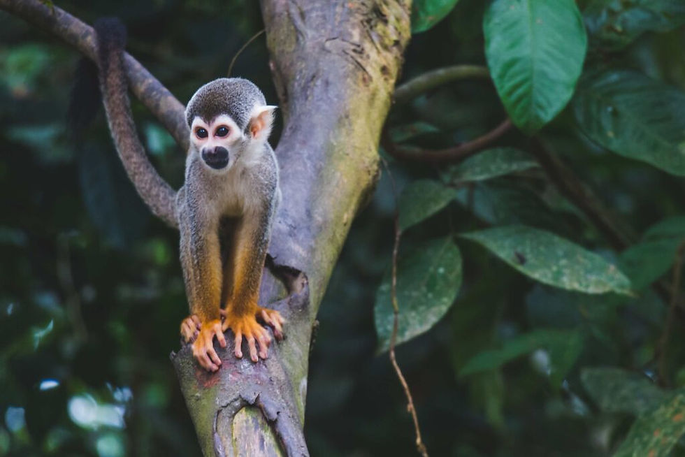 excursion amazonie colombie guide francophone