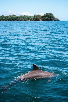 Excursion observation des dauphins à Manzanillo avec guide local hispanophone