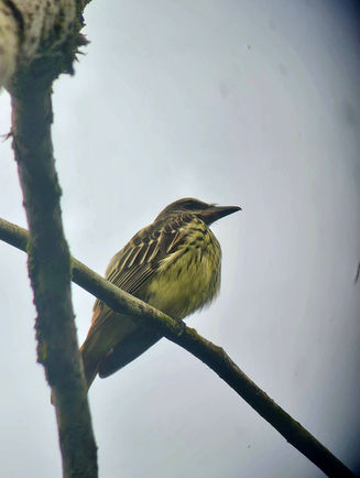 Visite en français observation des oiseaux