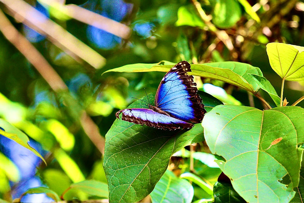 morpho costa rica