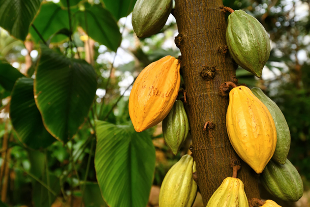 Excursion découverte du café et du cacao 2 jours avec guide local francophone