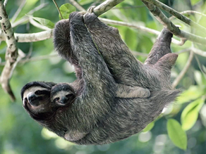 Excursion pour voir les paresseux au Costa Rica : où vivre la meilleure expérience ?