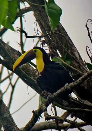 Visite en français observation des oiseaux