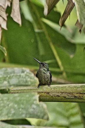 Excursion observation des oiseaux avec guide local francophone