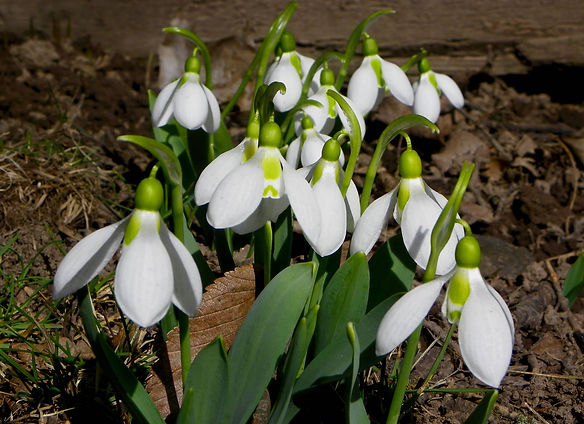 Copy of Snowdrops2.jpg