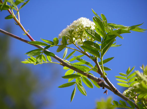 xHawthornSpring2014 (1).jpg