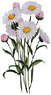 PinkWhiteDaisies.gif