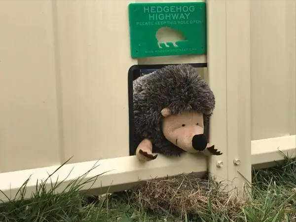 Stuffed toy hedgehog in ColourFence Hedgehog highway