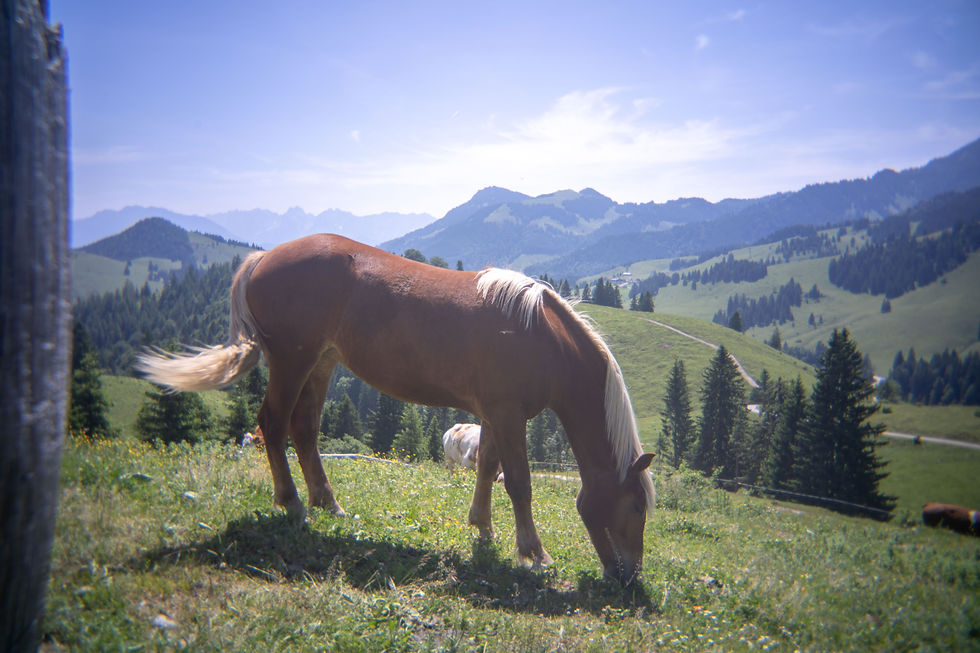 Ich hatte ein traumhaftes Fotoshooting gegenüber vom Sudelfeld an einer Traumlocation mit super Wetter, dabei auf alte Bekannte gestoßen.