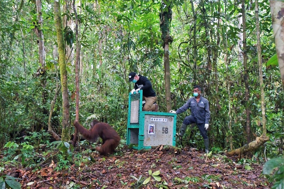 Salah satu orangutan hasil rehabilitasi Pusat Rehabilitasi Orangutan Nyaru Menteng saat dilepasliarkan ke habitat alaminya di Resort Tumbang Hiran, Taman Nasional Bukit Baka Bukit Raya, Kalimantan Tengah, Kamis (18/6/2026). (Foto. Dok. MC Kota Palangka Raya)