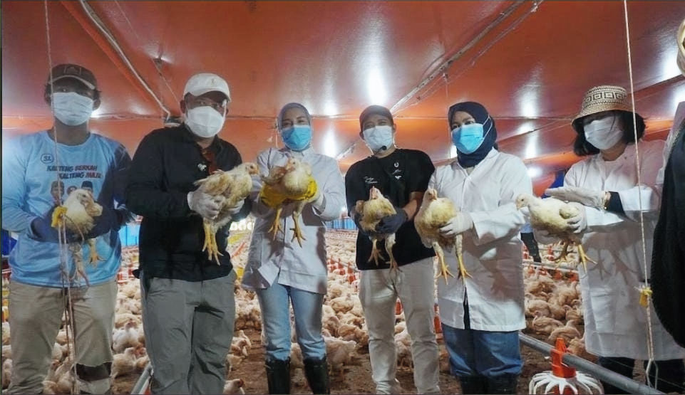 Panen 24 Ribu Ayam Broiler, Dinas TPHP Kalteng Perkuat Ketahanan Pangan Hewani