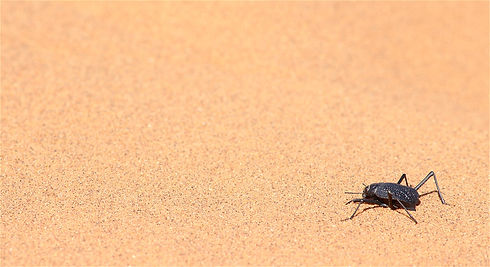 Onymacris_plana_plana_60152412.jpg