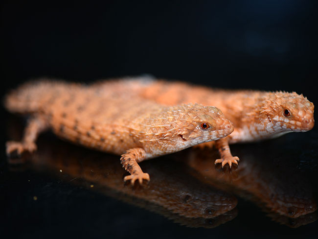 1.1 cb25 Egernia Epsisolus / Eastern Pilbara spiny-tailed skink