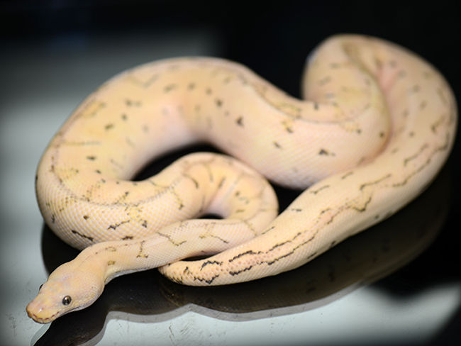 1.0 cb24 Pastel Pin Desert Ghost Clown 66% het Pied