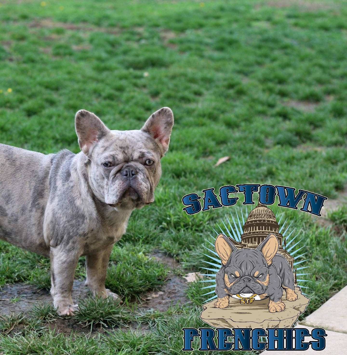 petsmart dog bowl stand