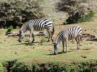 Coaching Adolescents Luxembourg