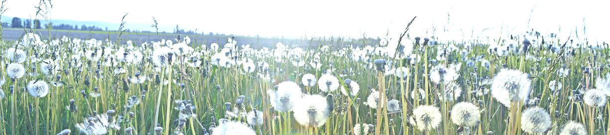 Dandelions In Field_edited_edited.jpg