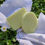 Miniatura: Tea Tree - Sabonete de Tea Tree