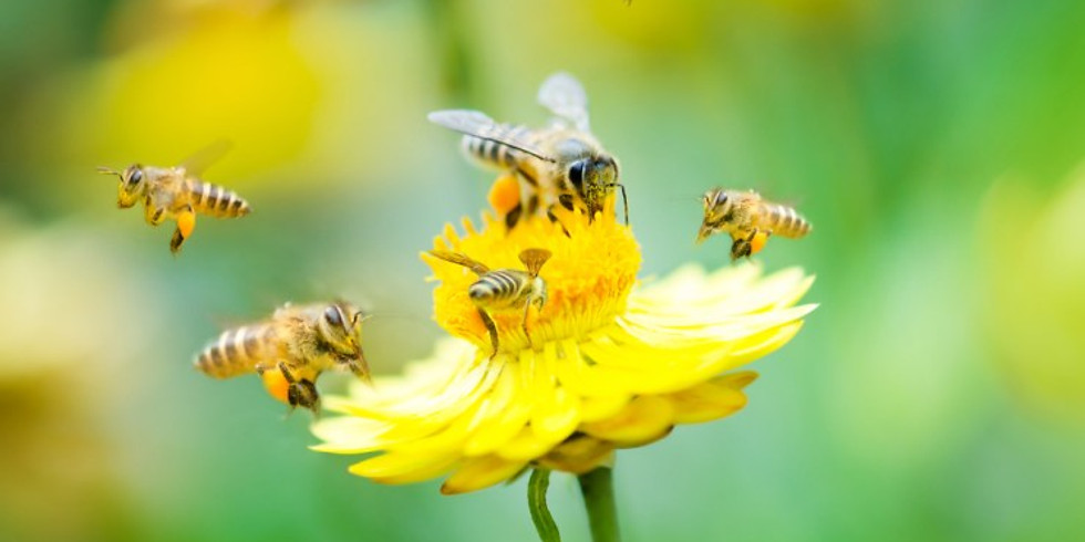 DISC Online Storytelling Cafe - 'Bursting with energy!'