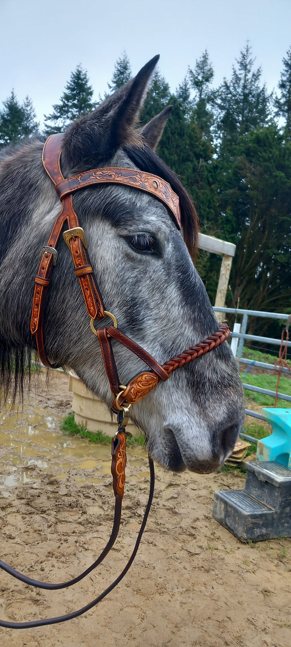 Miniature : Side pull œil de tigres