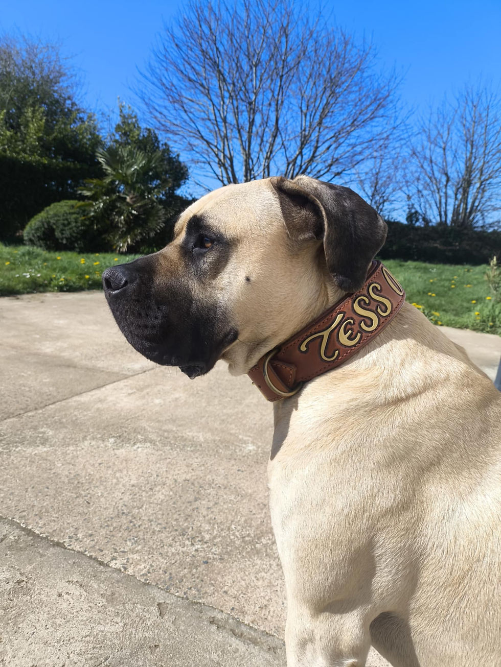 Miniature : Collier chien personnalisé