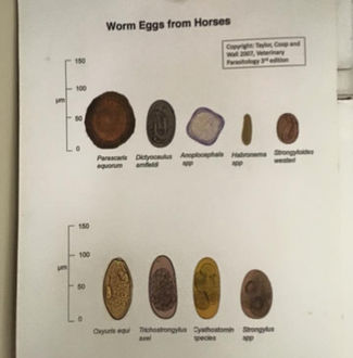 How do Faecal Egg Counts work?