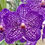 Thumbnail: buy vanda somsri glory orchid online