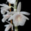 buy dendrobium cretaceum orchid online