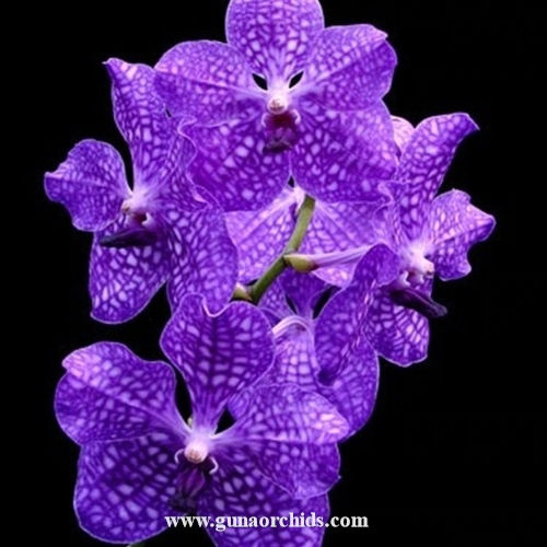 buy vanda pakchong blue orchid online