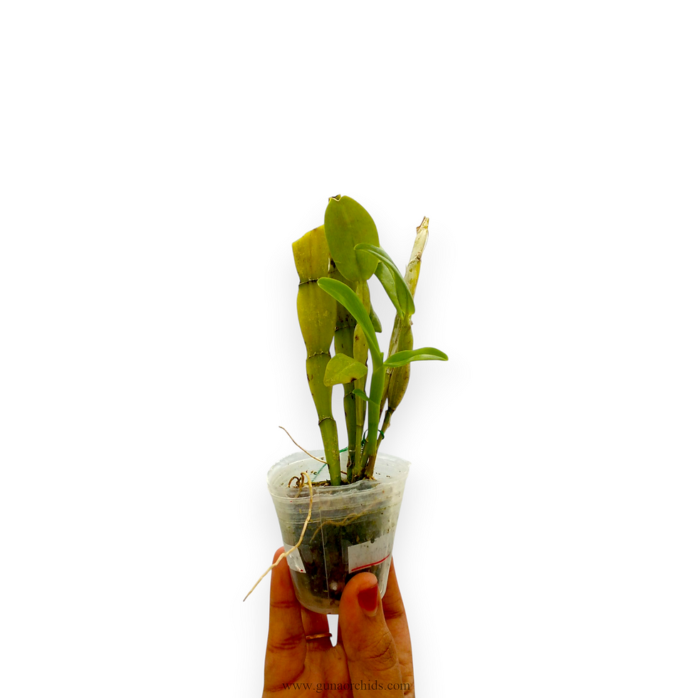 Thumbnail: buy dendrobium trantuanii orchid plant online