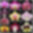 buy phalaenopsis bs 10 pack combo orchid online