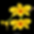 buy dendrobium hancocki orchid online