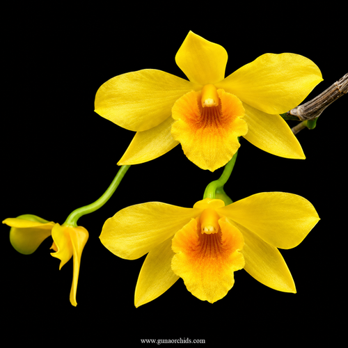 Dendrobium Hancocki | Guna Orchids