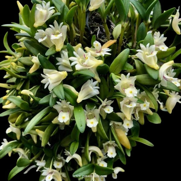 Thumbnail: buy dendrobium pachyphyllum orchid online