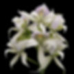 buy prosthechea fragrans orchid online