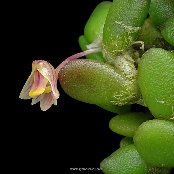 buy dendrobium lichenastrum orchid online