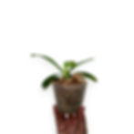 Thumbnail: buy phalaenopsis cornu-cervi red orchid plant online