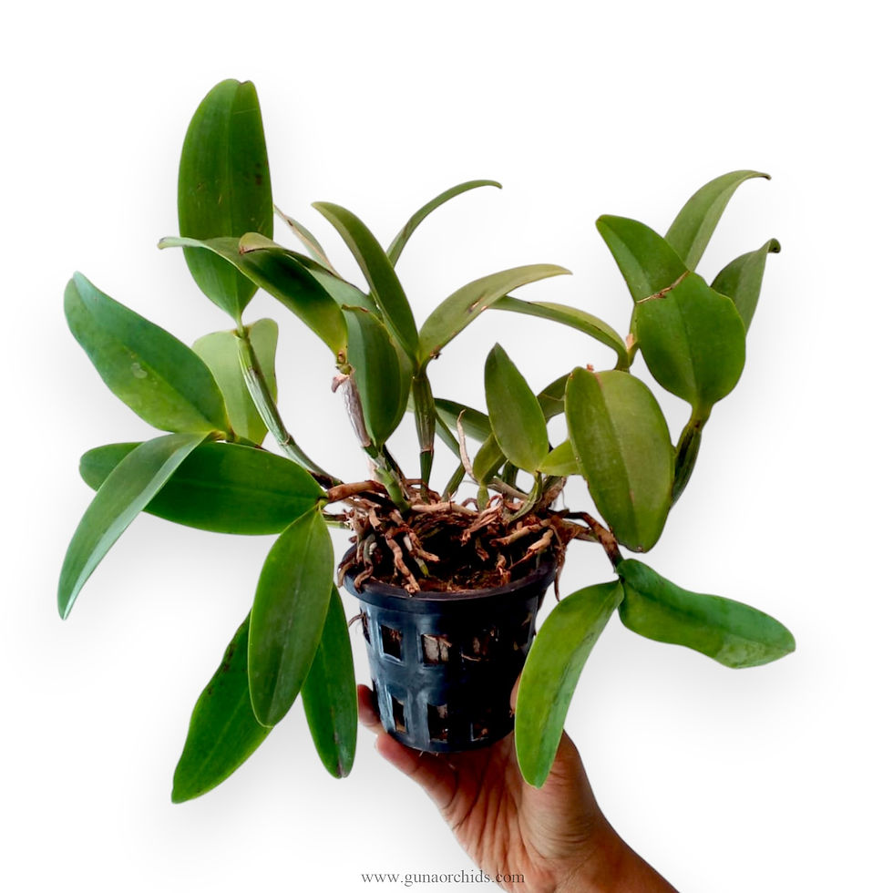 Thumbnail: buy cattleya aclandiae orchid plant online
