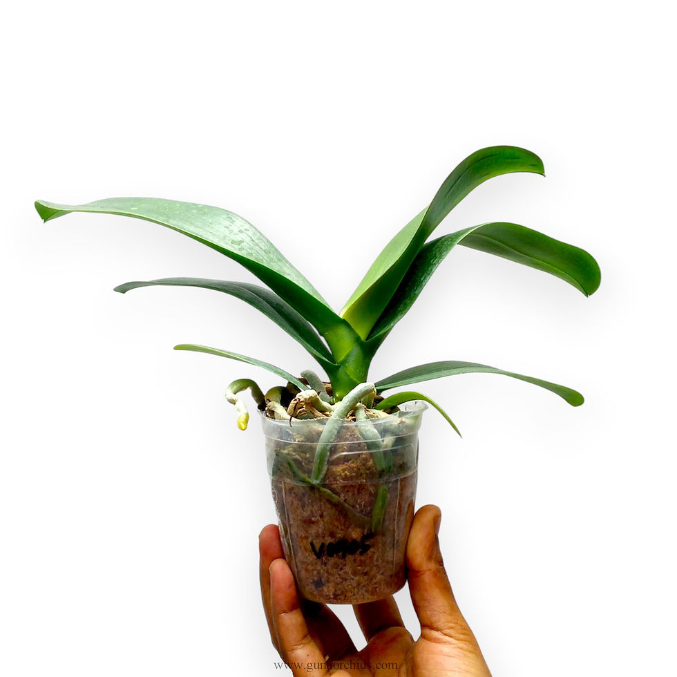 Thumbnail: buy phalaenopsis autumn fest orchid plant online