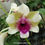 Thumbnail: Dendrobium Baby Happy Holidays MS