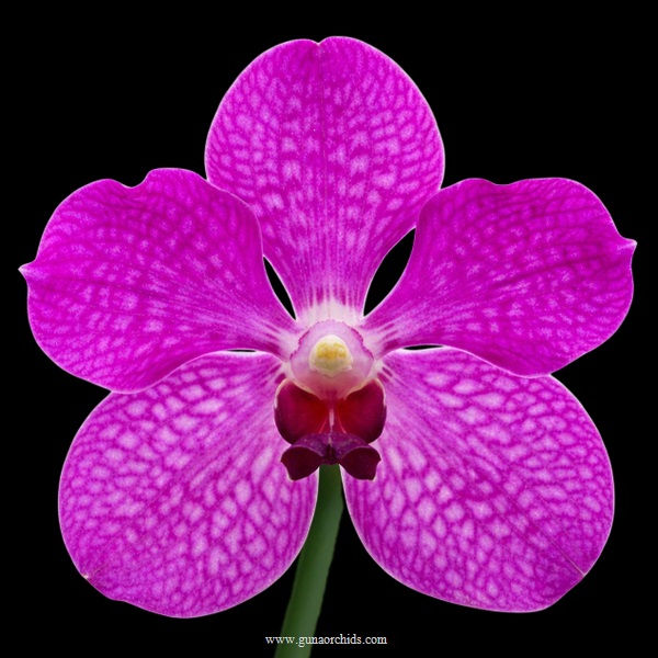 buy vanda ruby prince x mimi palmer x thongchai orchid online