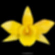 buy dendrobium hancocki orchid online