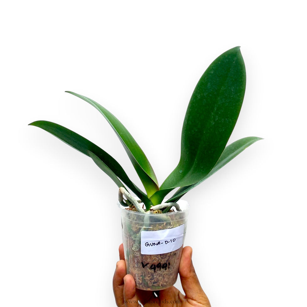Thumbnail: buy phalaenopsis vivida orchid plant online