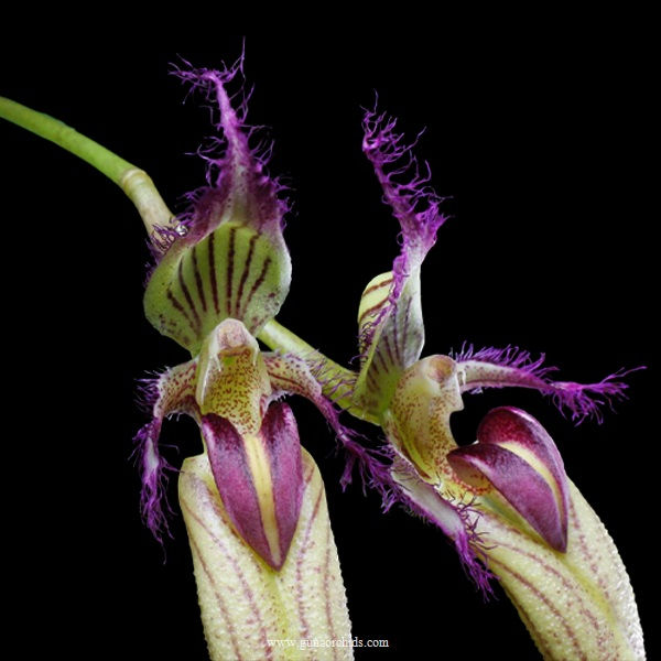 Thumbnail: buy bulbophyllum fasination orchid online