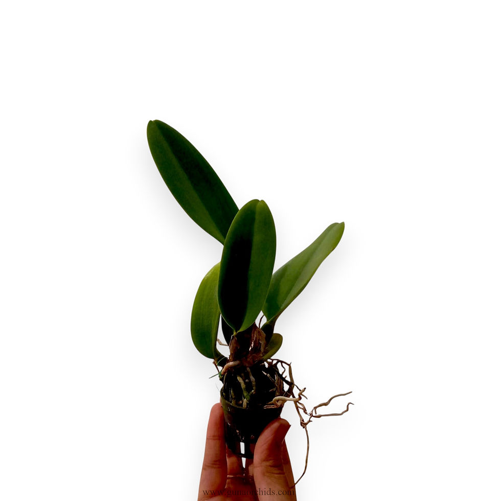 Thumbnail: buy rhyncholaeliocattleya np gold orchid plant online