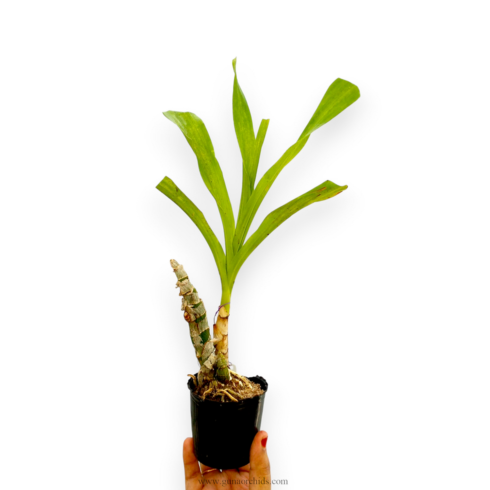 Thumbnail: buy cycnodes wine delight orchid plant online