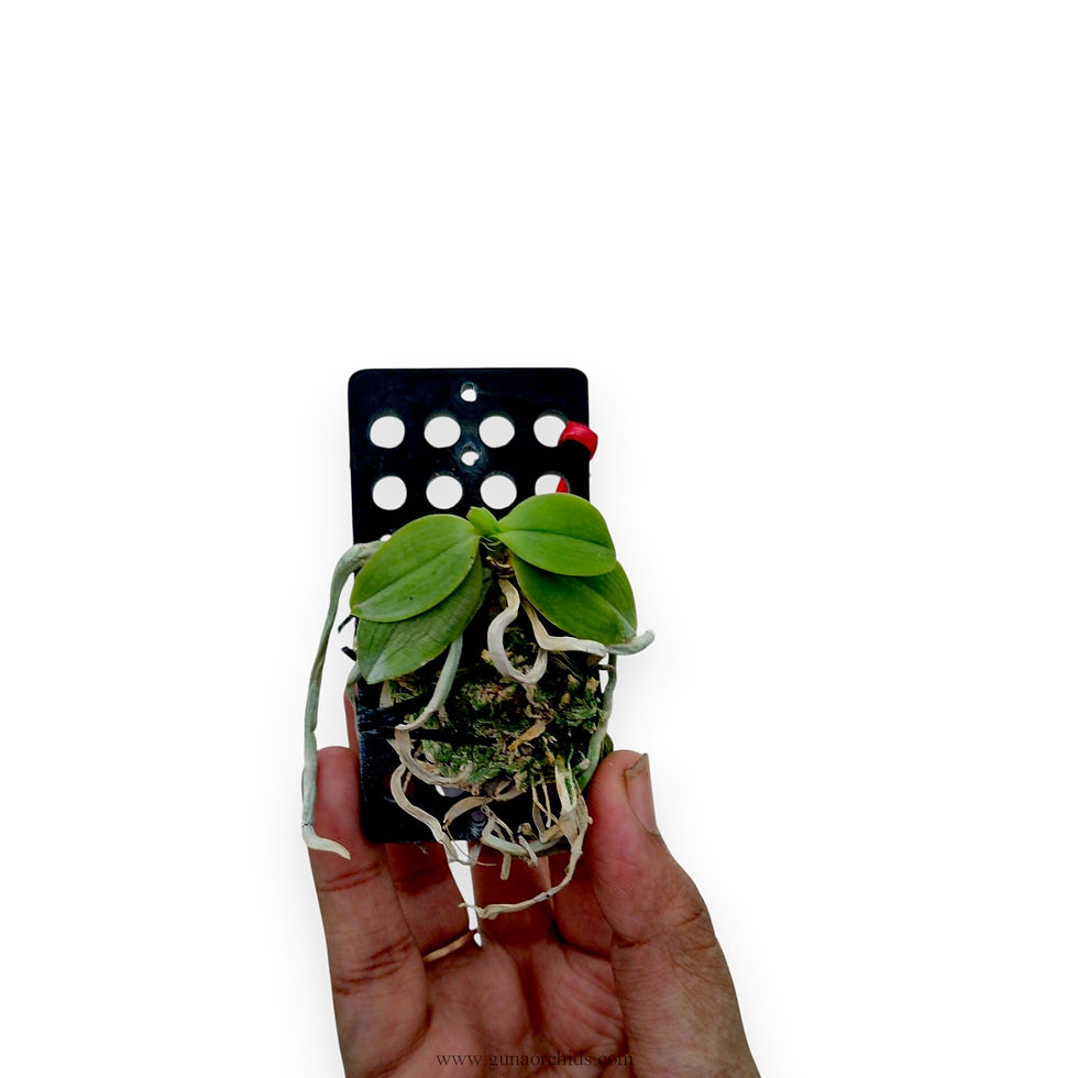 Thumbnail: buy phalaenopsis parishii orchid plant online