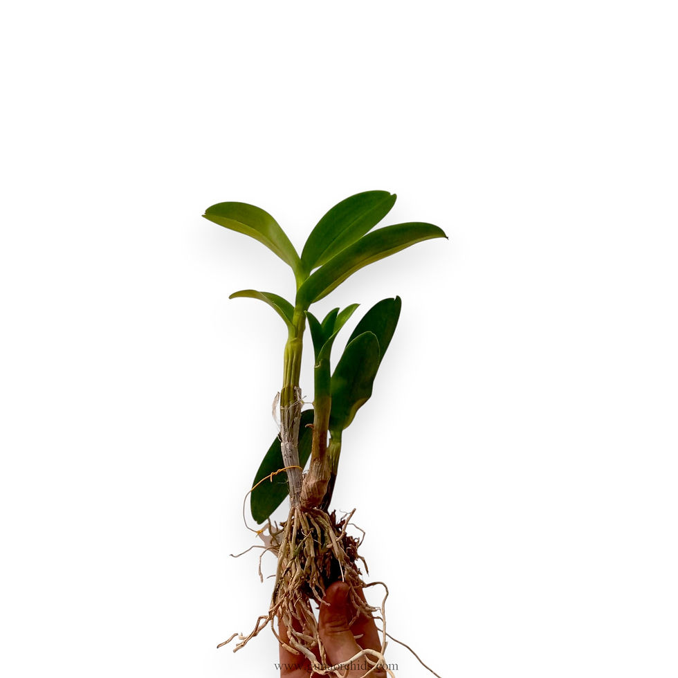 buy dendrobium gotto twist # 46 orchid plant online
